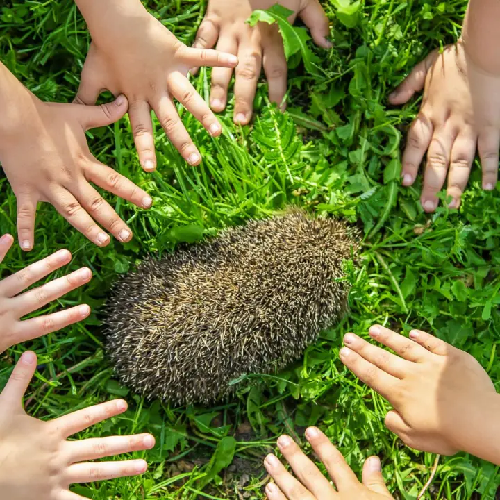 Here's the behind the scenes of Wild and Free Foundation's success on social media!